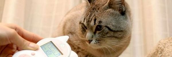 traducteur pour chat