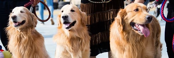 Chiens