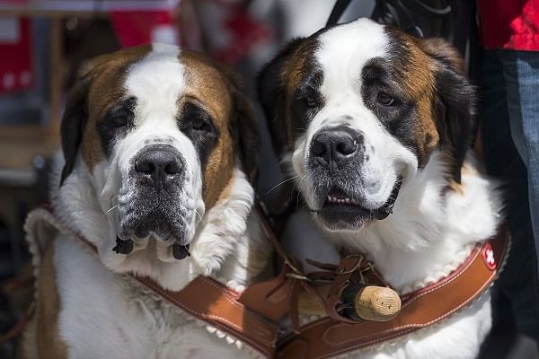 Saint-Bernard astrologie