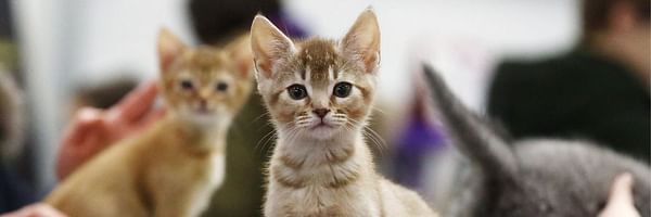 Chat bienfaits