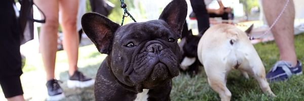 Bouledogue français