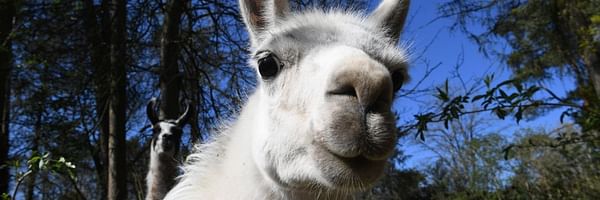 Lama