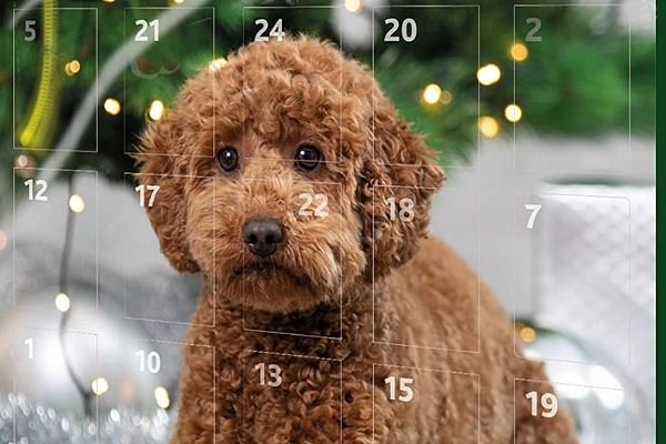 calendrier avent animaux