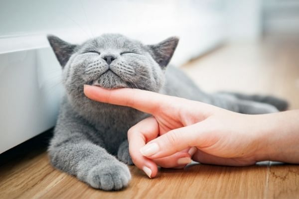 Chat câliner