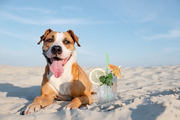 Chien cocktail
