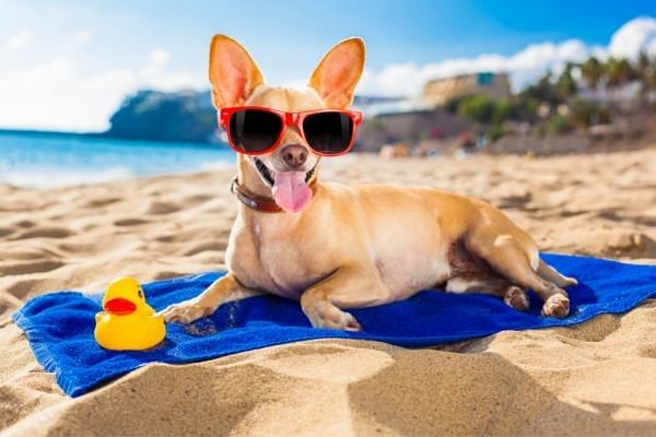 chien cool